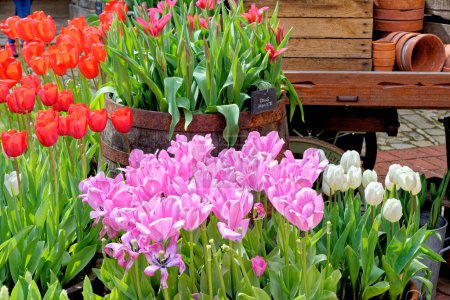 Photo for Spectacular display of spring flowering tulips - Colourful tulips in english flower cottage garden - Royalty Free Image