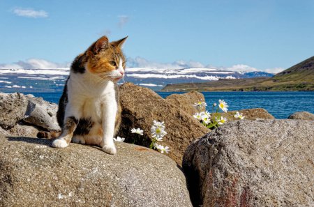 Téléchargez les photos : Belle vue et paysage avec chat du fjord glaciaire qui entoure le village d'Isafjordur dans les Westfjords d'Islande. Isafjordur, Fjord Isafjordur, Islande - 21 juillet 2012 - en image libre de droit