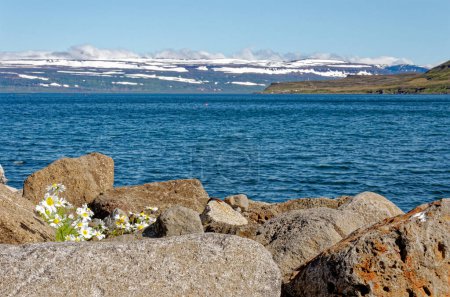 Téléchargez les photos : Belle vue et paysage du fjord glaciaire qui entoure le village d'Isafjordur dans les Westfjords d'Islande. Isafjordur, Fjord Isafjordur, Islande - 21 juillet 2012 - en image libre de droit