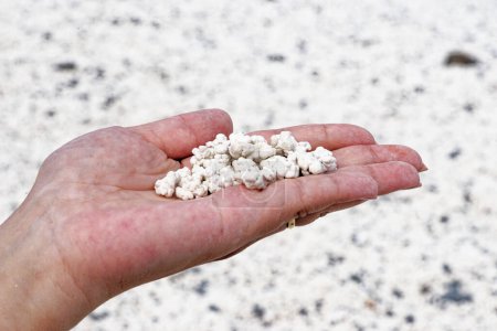 Foto de Trozos de coral blanco que parecen palomitas de maíz cogidas de la mano en Playa de Majanicho - Popcorn Beach, Fuerteventura, España - 24.09.2023 - Imagen libre de derechos