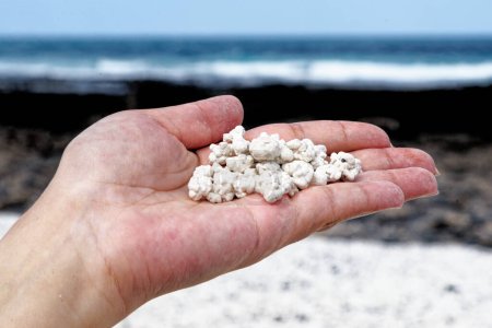 Photo for White coral scraps who look like popcorn holds by hands in Playa de Majanicho - Popcorn Beach, Fuerteventura, Spain - 24.09.2023 - Royalty Free Image