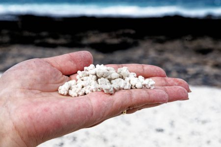 Photo for White coral scraps who look like popcorn holds by hands in Playa de Majanicho - Popcorn Beach, Fuerteventura, Spain - 24.09.2023 - Royalty Free Image