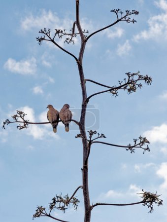 Téléchargez les photos : Streptopelia decaocto - Colombe à deux colliers assise sur une branche d'arbre - en image libre de droit