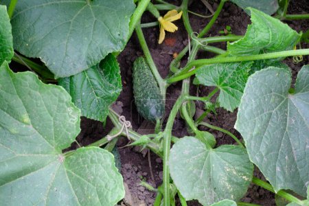 The photograph shows cucumbers growing in a garden bed. The green fruits are surrounded by large leaves and yellow flowers. The cucumbers look fresh and ready for harvest. The soil around the plant is moist, promoting growth.