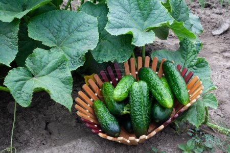 The photograph shows cucumbers growing in a garden bed. The green fruits are surrounded by large leaves and yellow flowers. The cucumbers look fresh and ready for harvest. The soil around the plant is moist, promoting growth.