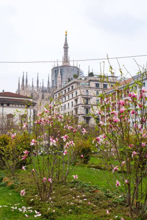 Blossoming trees in the spring time and the streets of Milan city in the defocused background.