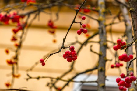 Close up shot of red winterberries on bare twigs in Metz, France