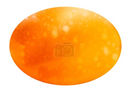 Photo for Close up of sample of natural stone from geological collection - polished oval cabochon from natural sea shell isolated on white background - Royalty Free Image
