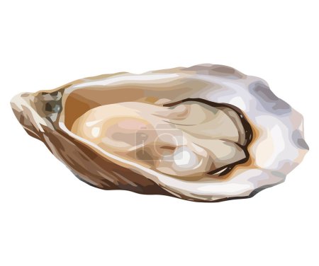Illustration for Fresh oyster illustration design over white - Royalty Free Image