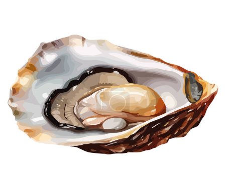 Téléchargez les illustrations : Illustration d'huîtres fraîches sur blanc - en licence libre de droit
