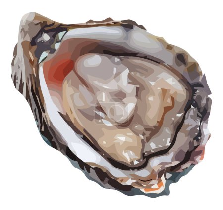 Téléchargez les illustrations : Conception vectorielle d'huîtres fraîches sur blanc - en licence libre de droit