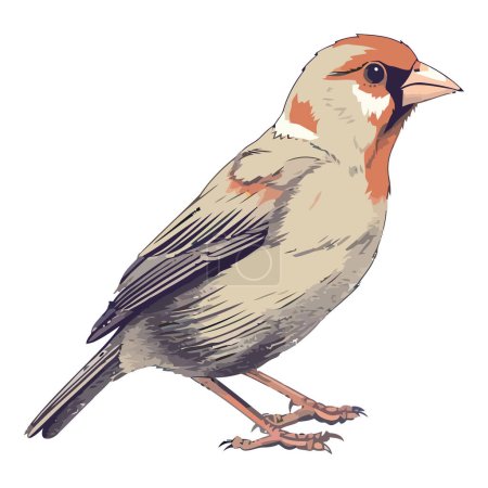 Illustration for Cute finch perching on small branch outdoors over white - Royalty Free Image