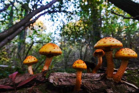 Photo for Many yellow mushrooms on a old tree in autumn forest - Royalty Free Image