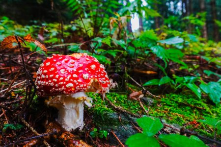 Photo for Singel wonderful fly agaric mushroom in green forest in autumn - Royalty Free Image