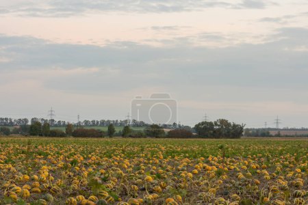 Photo for Thousands of pumpkins on a field with clouds at the sky - Royalty Free Image