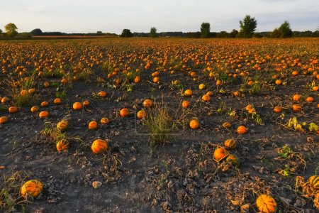 Photo for Thousands of orange pumpkins at a field for halloween during sunset in autumn - Royalty Free Image