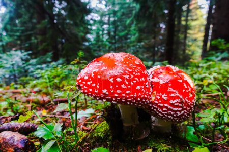 Photo for Two fly agaric mushrooms standing close to each other in the forest - Royalty Free Image