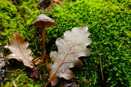 Photo for Two leaves with a single mushroom on green moss - Royalty Free Image