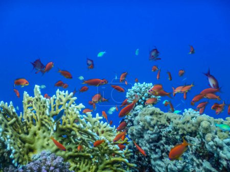 Téléchargez les photos : Eau bleu profond incroyable avec des poissons colorés sur les coraux tout en plongeant en Egypte vue détaillée - en image libre de droit