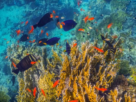 Foto de Muchos peces de colores diferentes entre los corales en el mar mientras bucea - Imagen libre de derechos