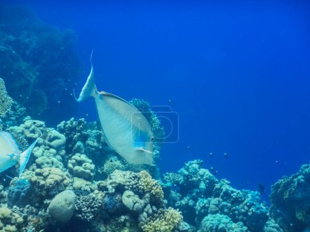 Foto de Cirujano nariz peces nada entre corales en el mar azul profundo - Imagen libre de derechos