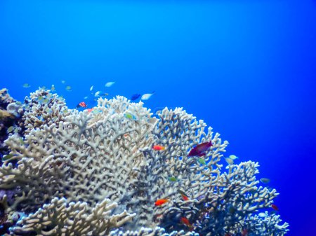 Téléchargez les photos : Coraux fragiles avec beaucoup de petits poissons colorés différents en eau bleue - en image libre de droit