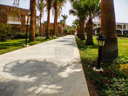 Photo for Long path between palm trees and houses on vacation in egypt - Royalty Free Image