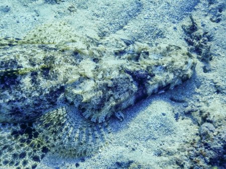 Foto de Retrato vista desde un gran pez cocodrilo en el fondo del mar en el mar rojo de Egipto - Imagen libre de derechos