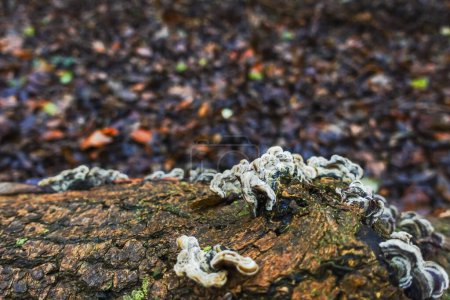 Photo for Mushrooms  on a tree trunk with lot of leaves on the ground in a forest - Royalty Free Image