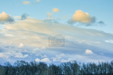 Photo for Storm clouds during sundown and rain at the blue sky and trees in the foreground - Royalty Free Image