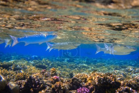 Foto de Maravillosos peces de plata cerca de la superficie sobre corales de colores en el mar rojo egipto detalle vista - Imagen libre de derechos