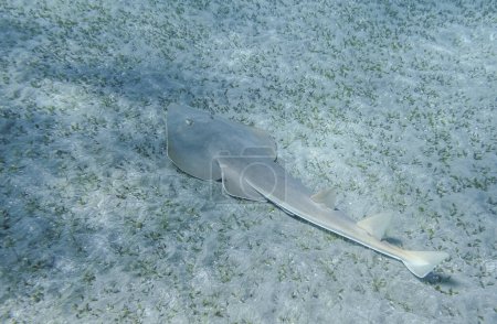 Téléchargez les photos : Guitarfish nageant au fond de la mer avec herbier dans la mer rouge egypte - en image libre de droit