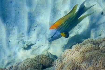 Téléchargez les photos : Nage fronde mâchoire wrasse poisson au fond du récif en Egypte - en image libre de droit