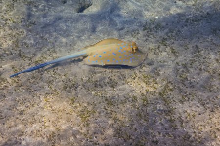 Téléchargez les photos : Merveilleux bleu tachetée raie nageant au fond de la mer et le sol de la mer rouge egypte - en image libre de droit