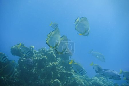 Téléchargez les photos : Beaucoup de grands poissons-bâtons orbitaux étonnants nageant dans l'eau bleue claire en Egypte - en image libre de droit