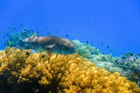 Foto de Increíble aleta porcupinefish se cierne sobre corales amarillos en aguas azules profundas del mar rojo - Imagen libre de derechos