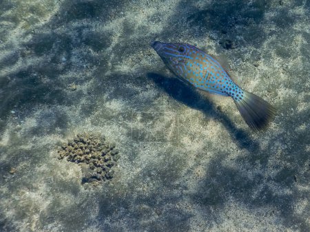 Téléchargez les photos : Filefish rayé bleu nageant près des fonds marins sablonneux dans la mer rouge egypte - en image libre de droit
