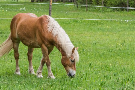 Photo for Brown horse with blond hair eats grass in the mountains of austria - Royalty Free Image