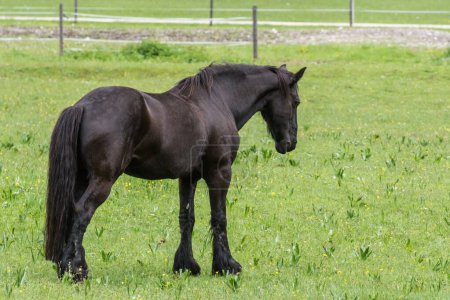 Photo for Amazing black horse standing on a green meadow during hiking in austria - Royalty Free Image