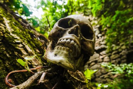 Téléchargez les photos : Petit crâne accroché à un arbre près d'un vieux château en pierres dans la forêt - en image libre de droit