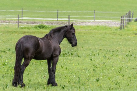 Photo for Black horse standing on a green meadow with a fence in the background - Royalty Free Image