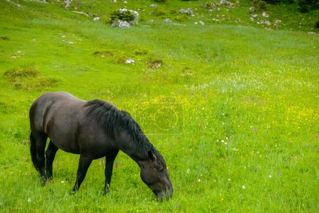 Photo for Black horse standing on a fresh green meadow in the mountains detail view - Royalty Free Image