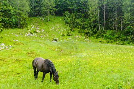 Photo for Black horse standing on a fresh green meadow near hills with pine trees in the nature - Royalty Free Image