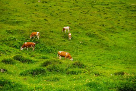 Photo for Lot of cows eating grass on a fresh green meadow with lot of little hills during hiking - Royalty Free Image