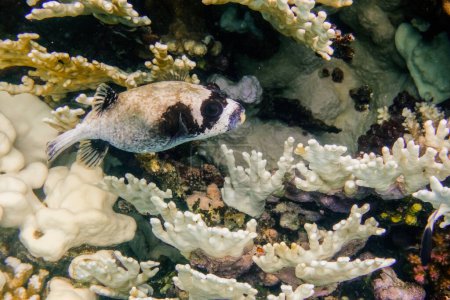 Téléchargez les photos : Masque poisson-globe planant au-dessus des coraux blancs dans la mer rouge en Egypte - en image libre de droit