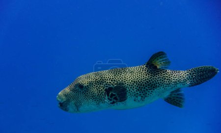 Téléchargez les photos : Incroyable grande étoile poisson-globe en eau bleu profond vue de portrait de fond - en image libre de droit