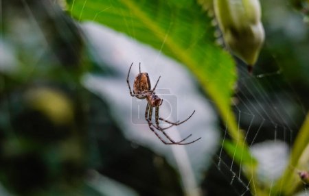 Foto de Araña en la red en una planta en la naturaleza vista de cerca - Imagen libre de derechos