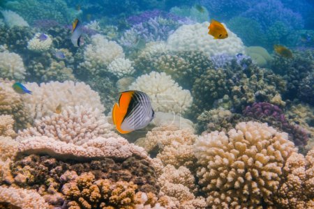 Téléchargez les photos : Threadfin butterflyfish planant au-dessus de merveilleux coraux dans la mer rouge en Egypte - en image libre de droit