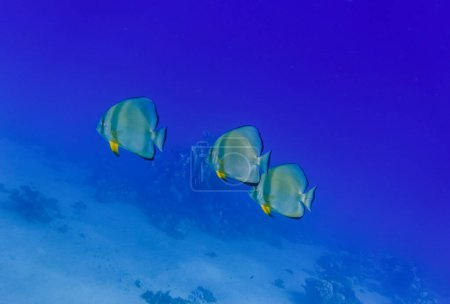 Téléchargez les photos : Batfish orbiculaire d'arbre planant dans l'eau bleu profond de la mer rouge egypte - en image libre de droit