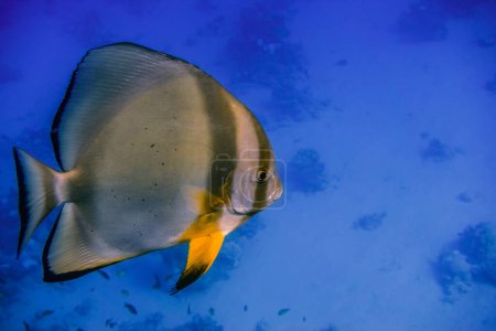 Téléchargez les photos : Poisson batfish orbiculaire unique nageant en eau bleu profond de la vue détaillée de l'Egypte - en image libre de droit